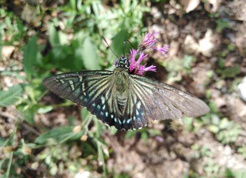 Image of Rainbow Skipper