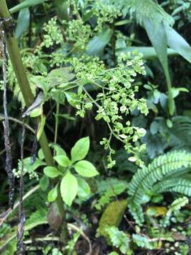 Image of Patrinia villosa (Thunb.) Juss.