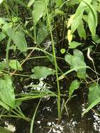 Image of Arkansas Manna Grass