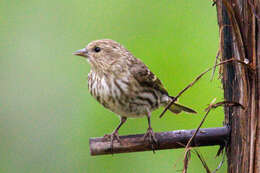 Image of Pine Siskin