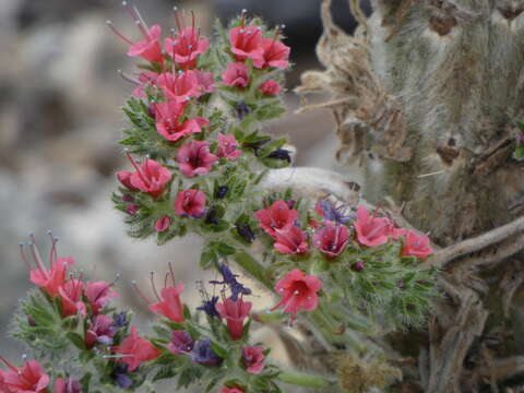 Image of Echium wildpretii H. H. W. Pearson ex Hook. fil.