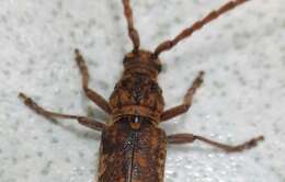 Rhytidodera simulans (White 1853)的圖片