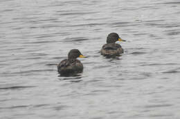 Image of Yellow-billed Teal