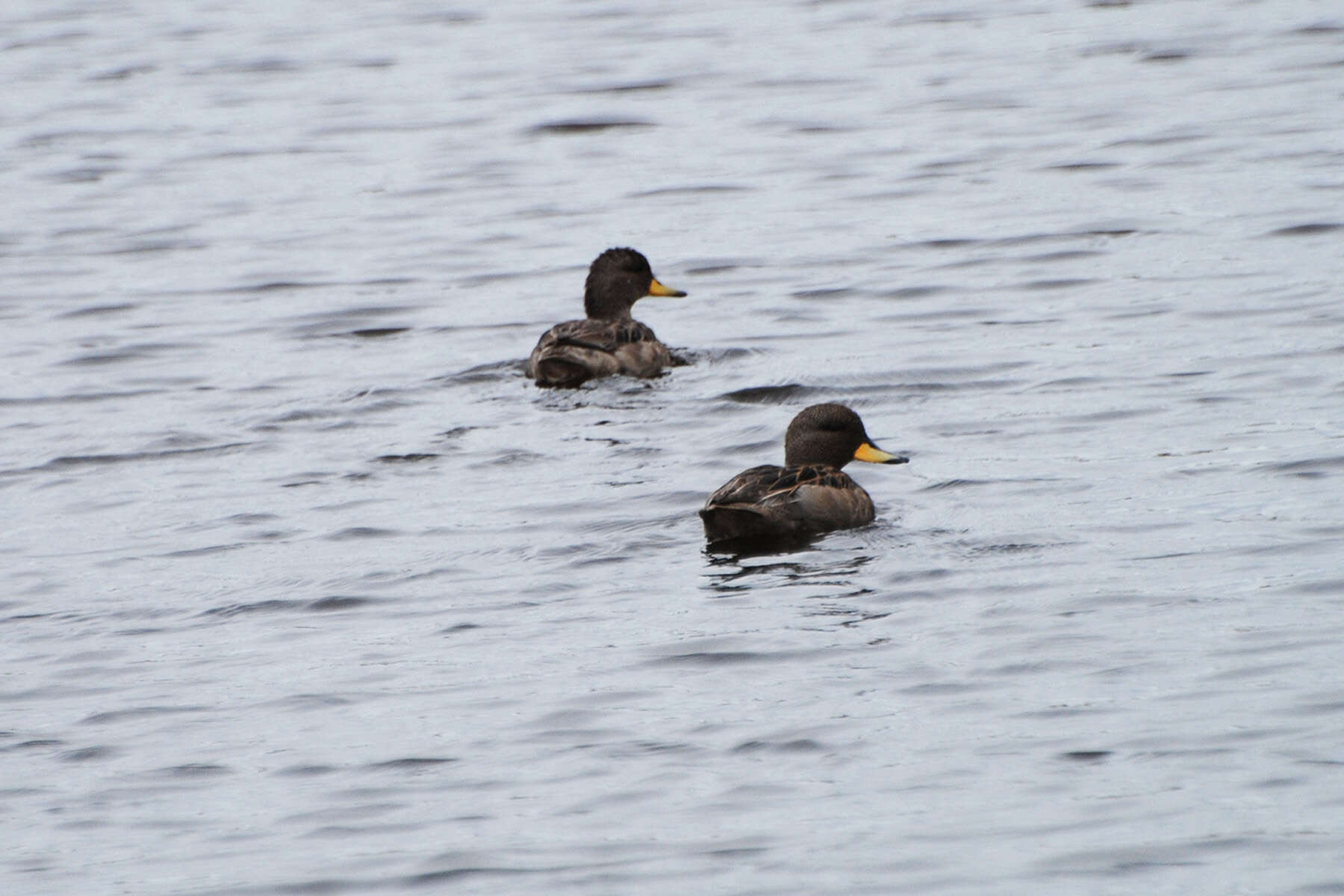 Image of Yellow-billed Teal