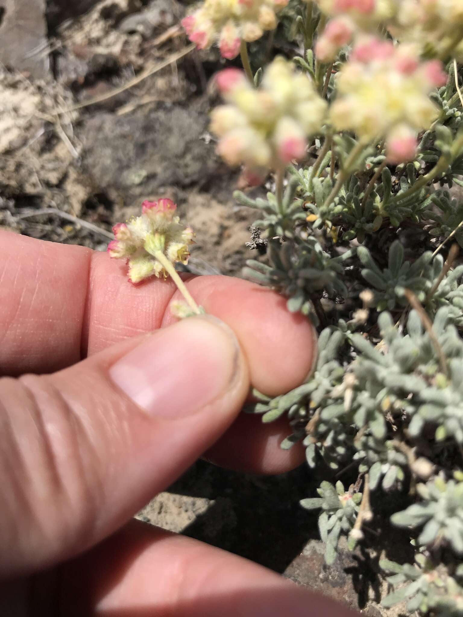 Eriogonum thymoides Benth. resmi