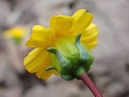 Image of Mt. Hamilton tickseed