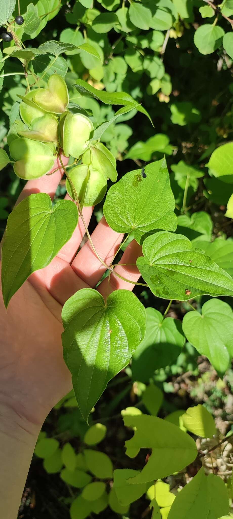 Dioscorea caucasica Lipsky的圖片