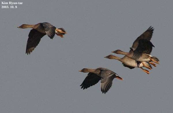 Image of Bean Goose