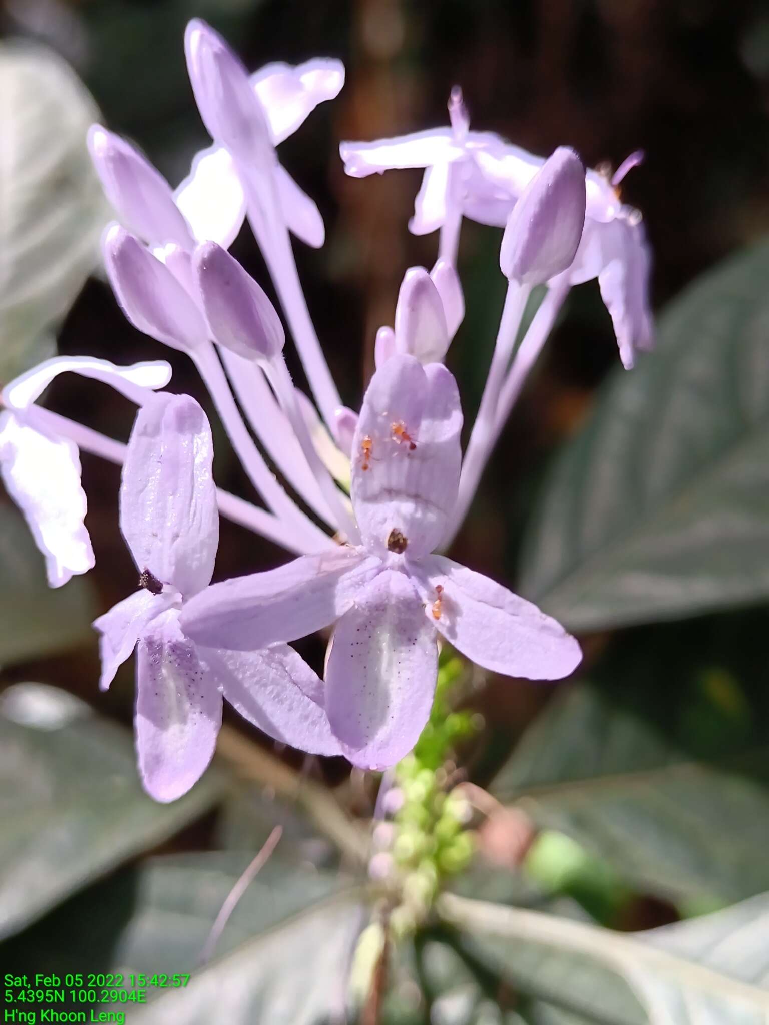 Pseuderanthemum graciliflorum (Nees) Ridl.的圖片