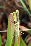 Image of Mantis