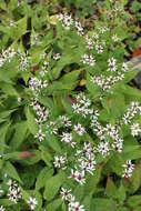 Image of mountain aster