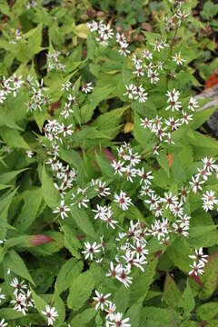 Image of mountain aster