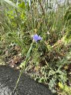 Image of bluehead gilia