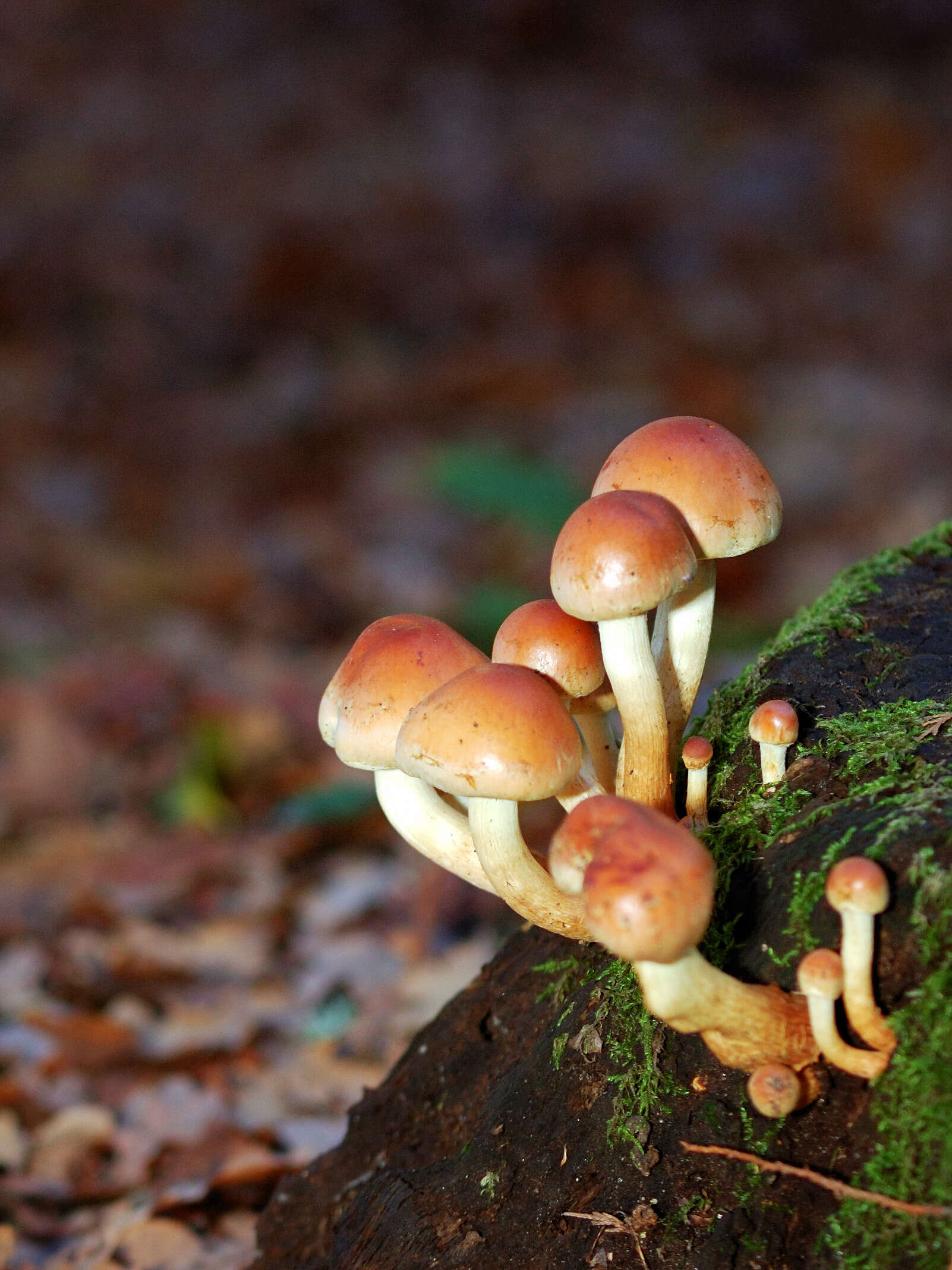 Image of Hypholoma lateritium (Schaeff.) P. Kumm. 1871