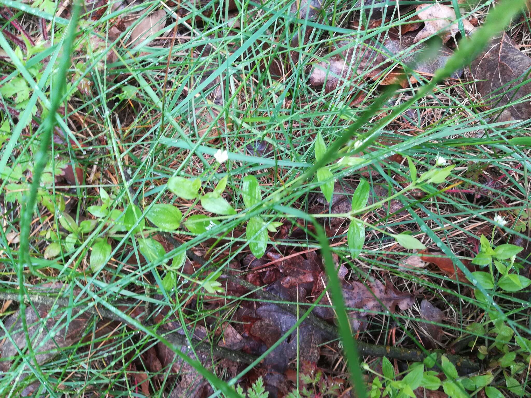 Plancia ëd Moehringia trinervia (L.) Clairv.