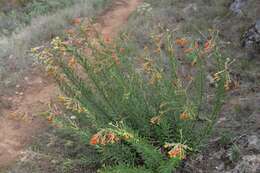 Image of Flax-Leaved Daphne