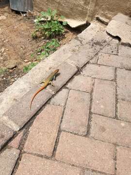 Image of Five-lined Skink