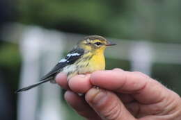 Image of Blackburnian Warbler