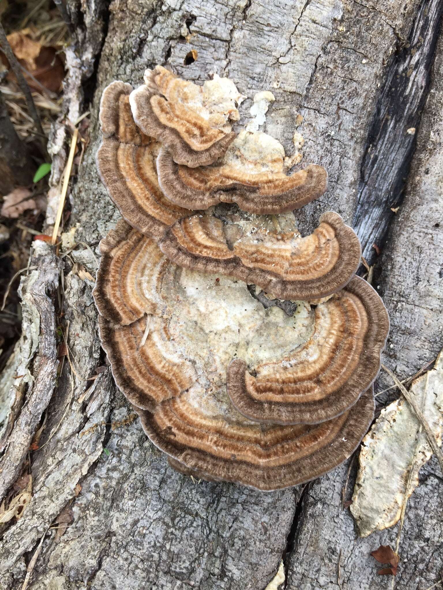 Image of Trametes hirsuta (Wulfen) Lloyd 1924