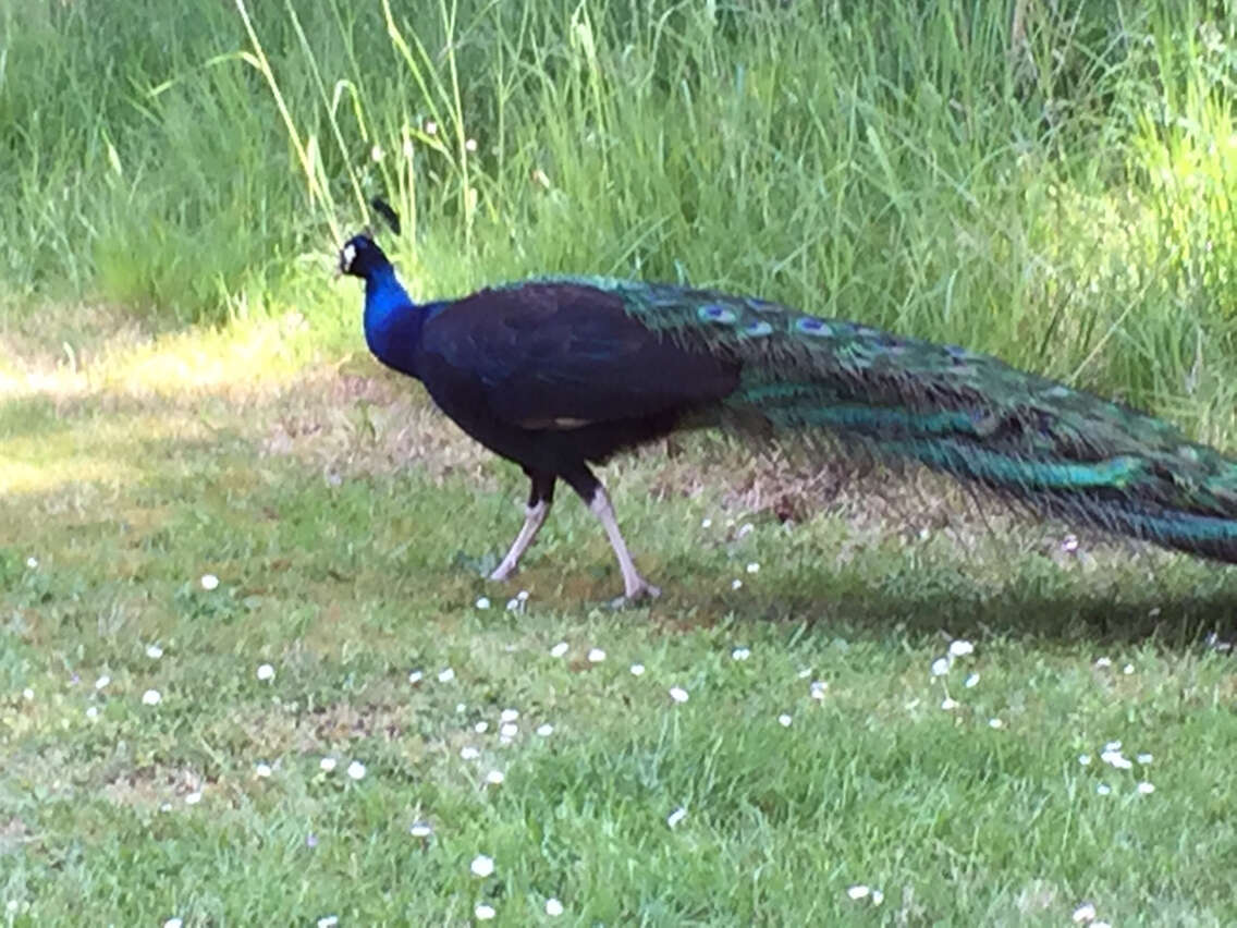 Image of Pavo Linnaeus 1758