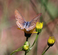 Image of African babul blue