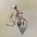 Image de Argyrodes elevatus Taczanowski 1873