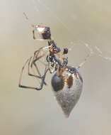 Imagem de Argyrodes elevatus Taczanowski 1873