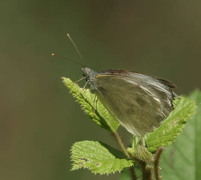 Image of cabbage butterfly