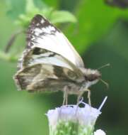 Image of Laviana White-Skipper