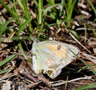 Image of clouded yellow