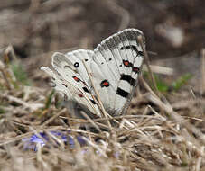 Image of Parnassius hardwickii Gray 1831