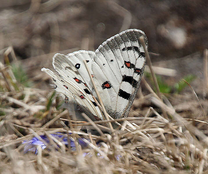 Image of Parnassius hardwickii Gray 1831