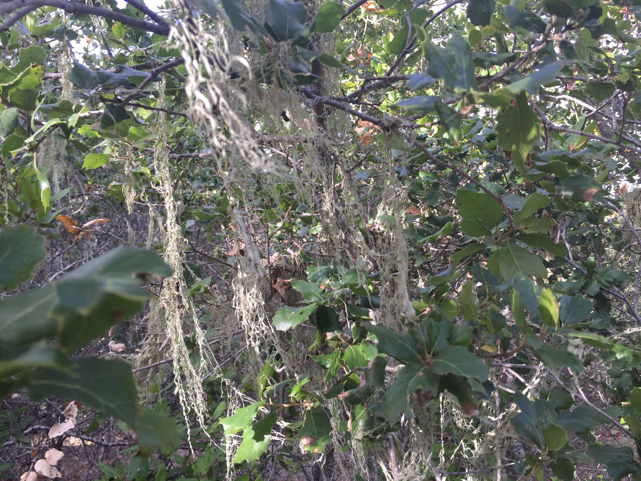 Image of Fishnet;   Menzies' cartilage lichen