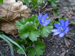 Plancia ëd Hepatica transsilvanica Fuss