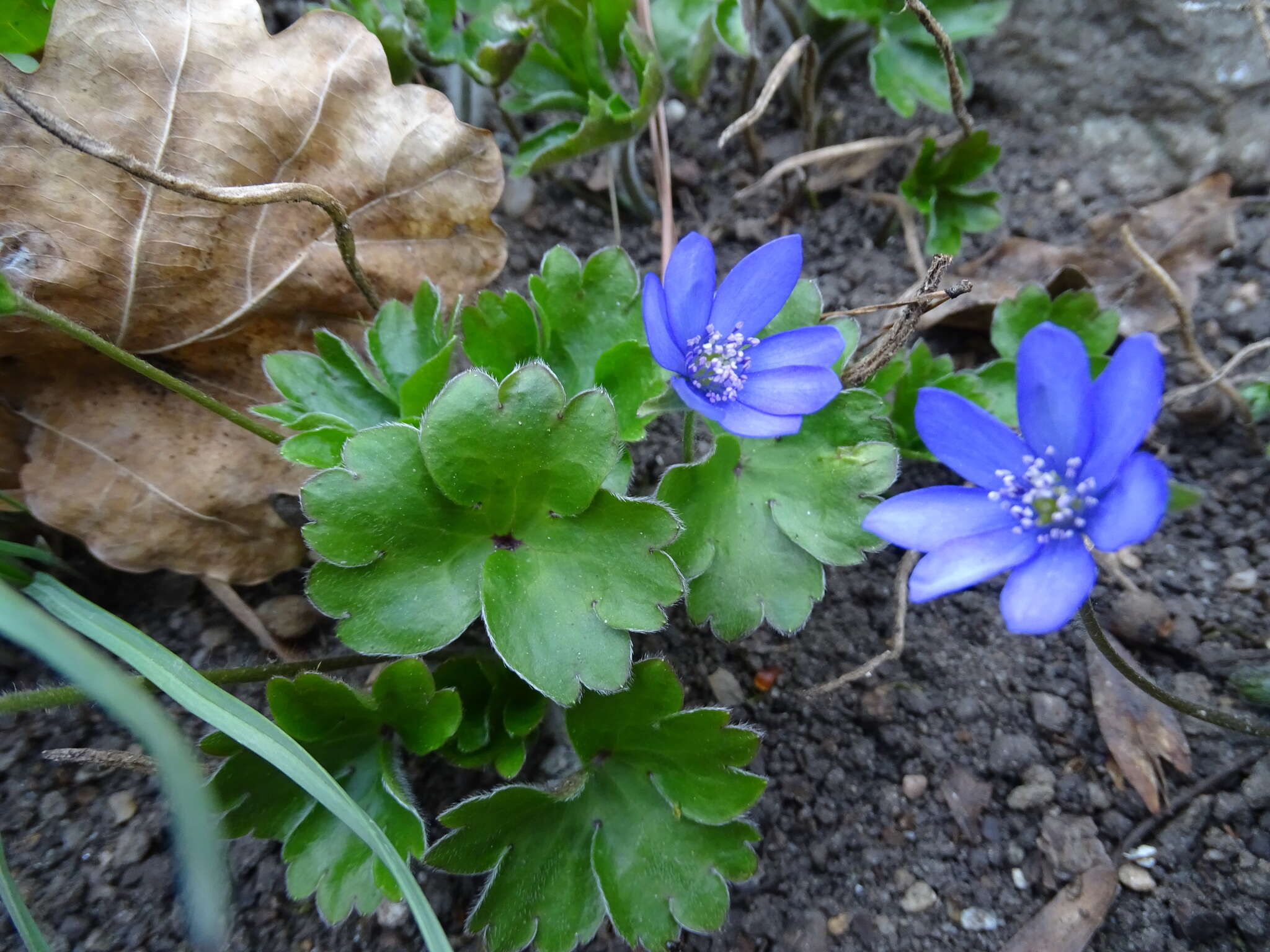 Plancia ëd Hepatica transsilvanica Fuss