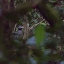 Image of Bornean Ground Cuckoo