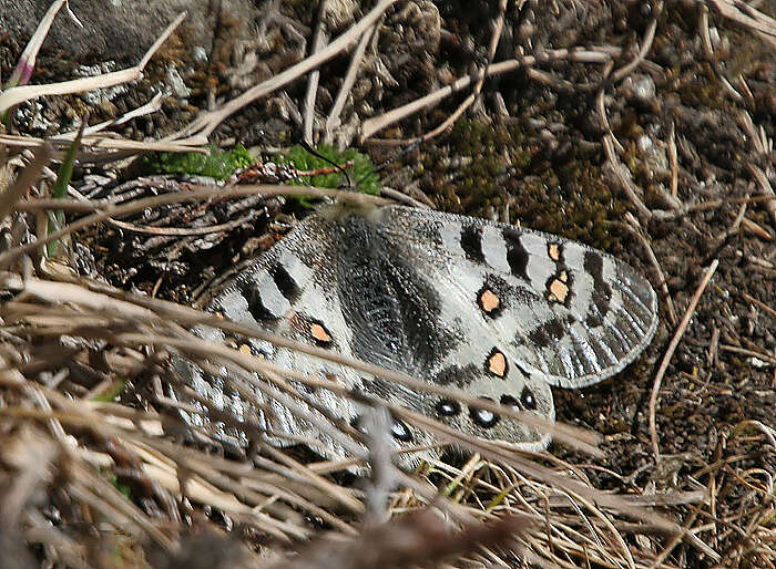 Image of Parnassius hardwickii Gray 1831