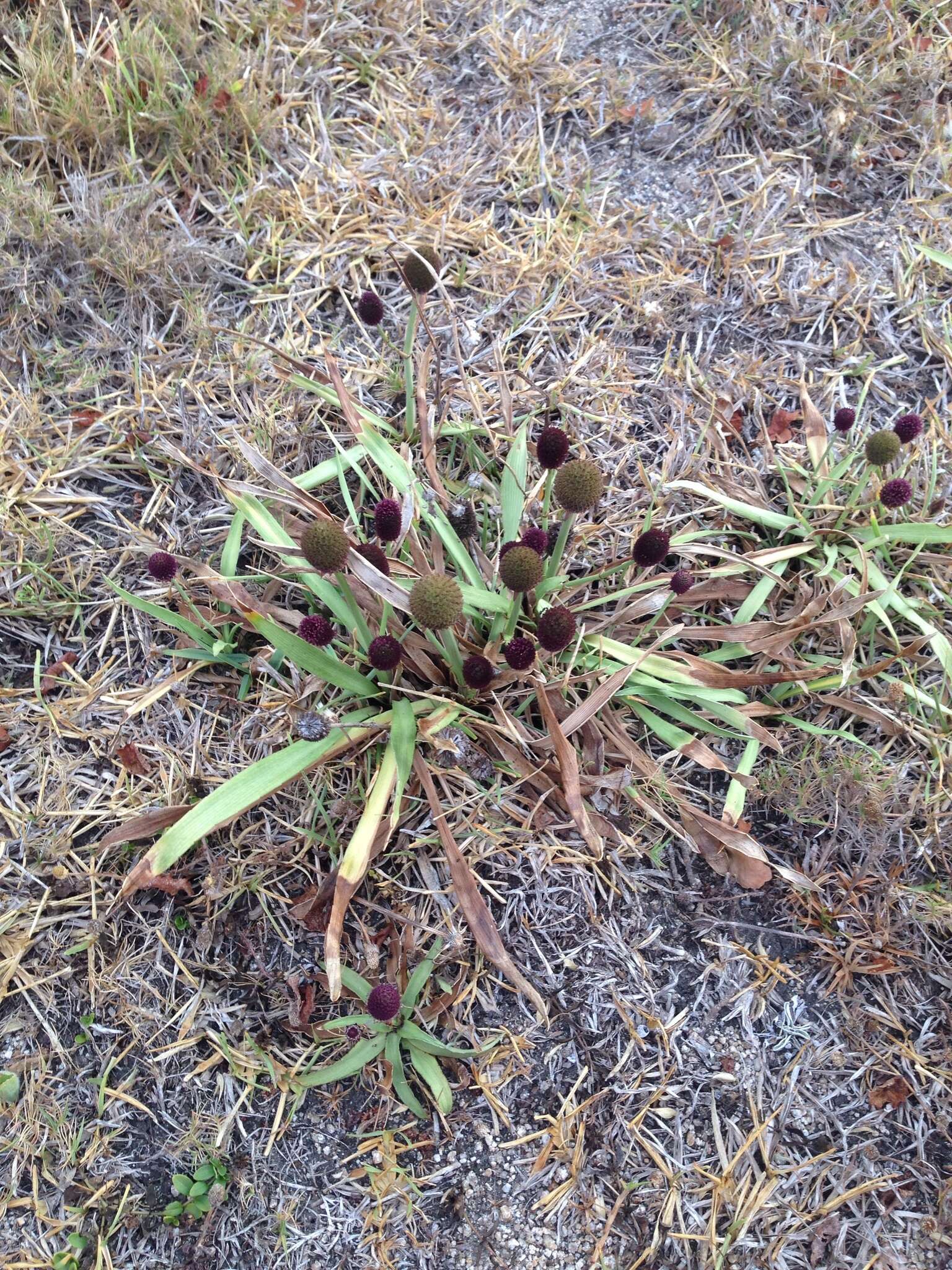 Image of Eryngium sanguisorba Cham. & Schltdl.