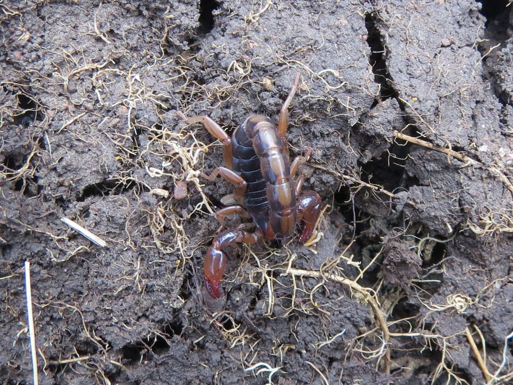 Image of Bothriurus bonariensis (C. L. Koch 1842)