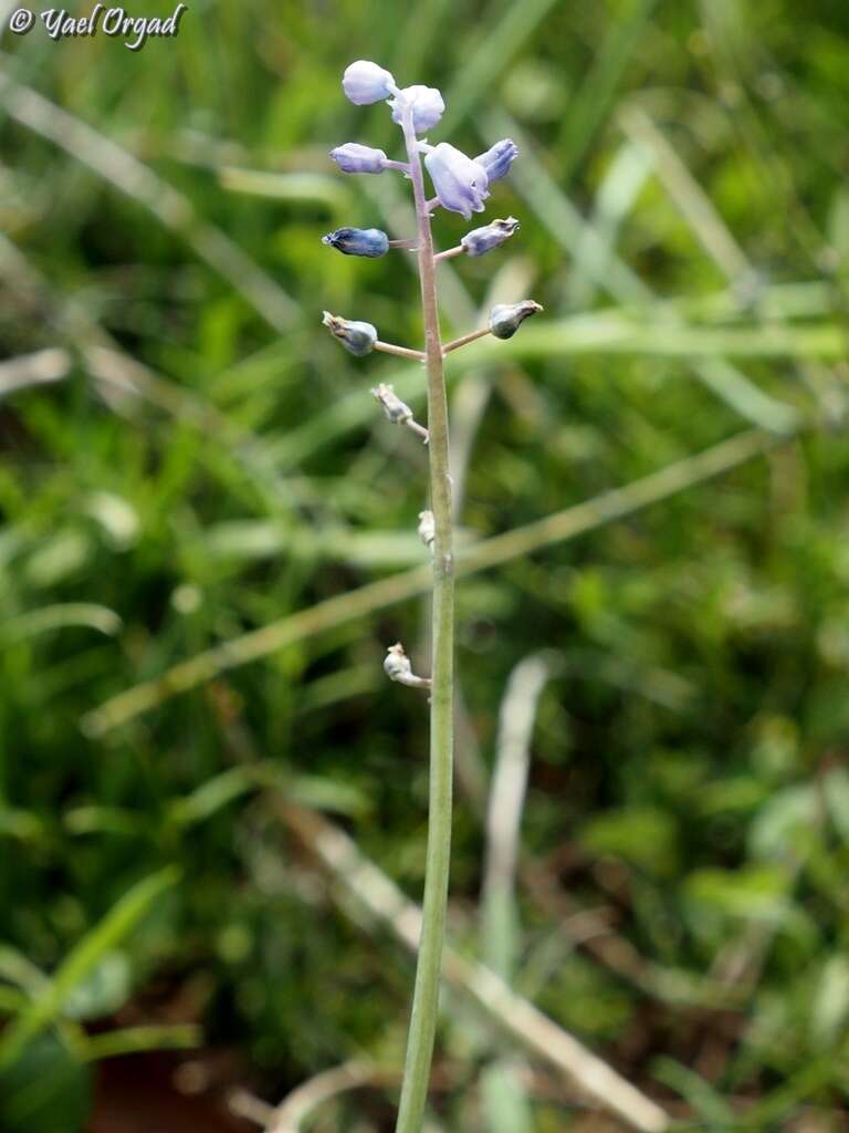 Image of Muscari parviflorum Desf.