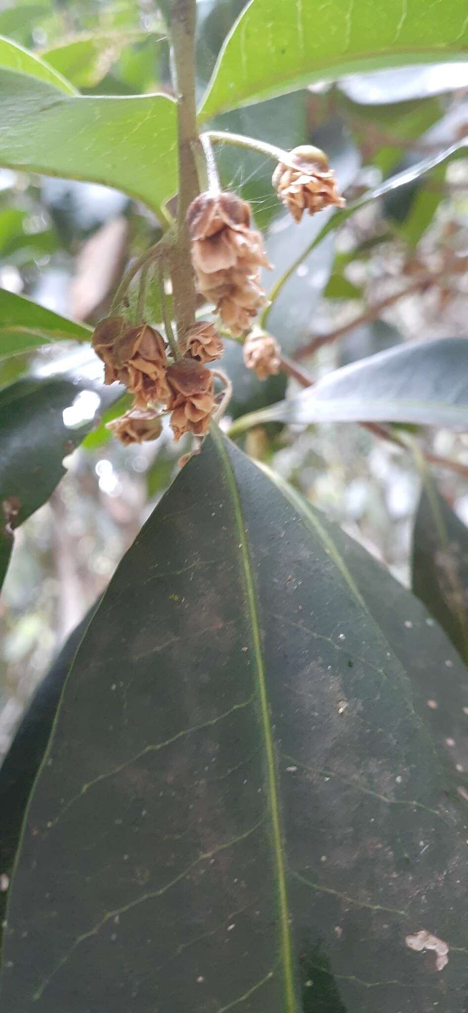 Image of Planchonella australis (R. Br.) Pierre