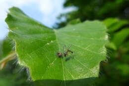 Image of Sciapus platypterus (Fabricius 1805)