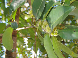 Plancia ëd Cassipourea gummiflua var. verticillata (N. E. Br.) J. Lewis