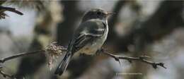 Image of American Grey Flycatcher