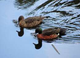 Image of Chestnut Teal