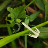 Image of Cyclanthera filiformis (Kuntze) H. Schaef. & S. S. Renner