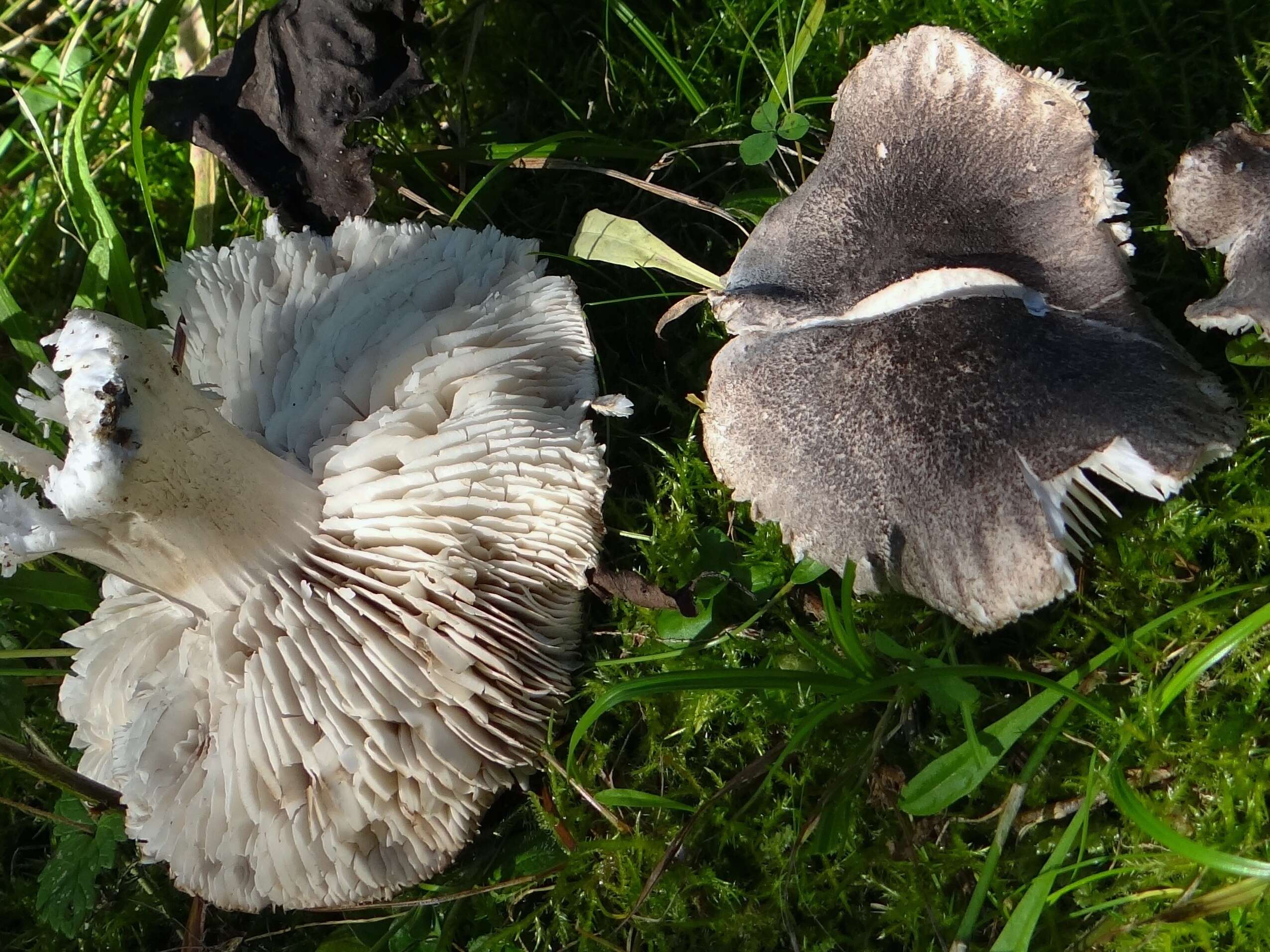 Imagem de Tricholoma atrosquamosum Sacc. 1887