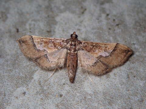 Hydriris ornatalis Duponchel 1832的圖片