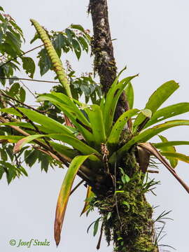 صورة Werauhia gladioliflora (H. Wendl.) J. R. Grant