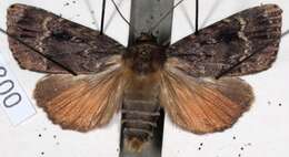 Image of copper underwing